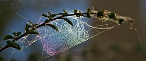 Preview wallpaper cobweb, branch, blur, macro