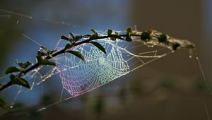 Preview wallpaper cobweb, branch, blur, macro