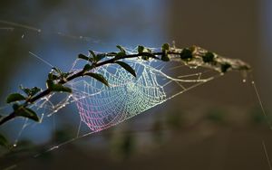 Preview wallpaper cobweb, branch, blur, macro