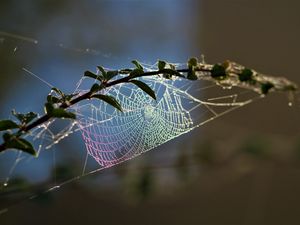 Preview wallpaper cobweb, branch, blur, macro