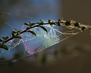 Preview wallpaper cobweb, branch, blur, macro