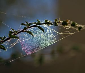 Preview wallpaper cobweb, branch, blur, macro