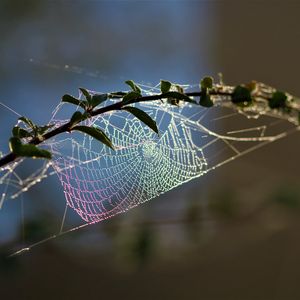 Preview wallpaper cobweb, branch, blur, macro