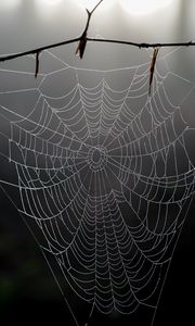 Preview wallpaper cobweb, branch, macro, blur