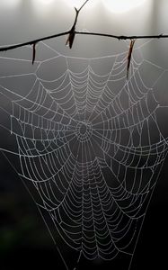 Preview wallpaper cobweb, branch, macro, blur