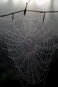 Preview wallpaper cobweb, branch, macro, blur