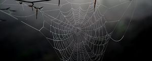 Preview wallpaper cobweb, branch, macro, blur
