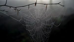 Preview wallpaper cobweb, branch, macro, blur