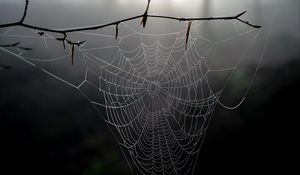 Preview wallpaper cobweb, branch, macro, blur