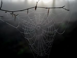 Preview wallpaper cobweb, branch, macro, blur