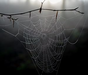 Preview wallpaper cobweb, branch, macro, blur