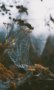 Preview wallpaper cobweb, branches, blur, dew, macro