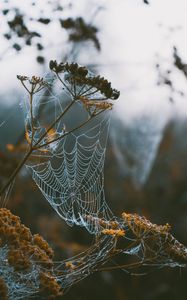 Preview wallpaper cobweb, branches, blur, dew, macro
