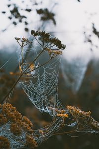 Preview wallpaper cobweb, branches, blur, dew, macro