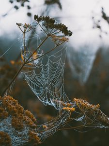 Preview wallpaper cobweb, branches, blur, dew, macro