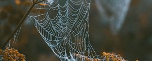 Preview wallpaper cobweb, branches, blur, dew, macro