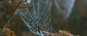 Preview wallpaper cobweb, branches, blur, dew, macro