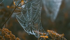 Preview wallpaper cobweb, branches, blur, dew, macro