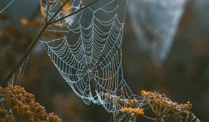 Preview wallpaper cobweb, branches, blur, dew, macro