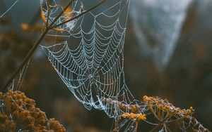 Preview wallpaper cobweb, branches, blur, dew, macro