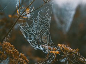 Preview wallpaper cobweb, branches, blur, dew, macro