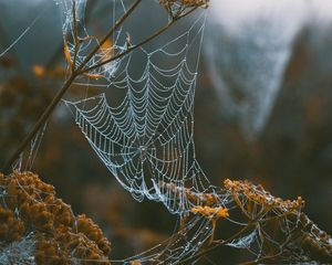 Preview wallpaper cobweb, branches, blur, dew, macro