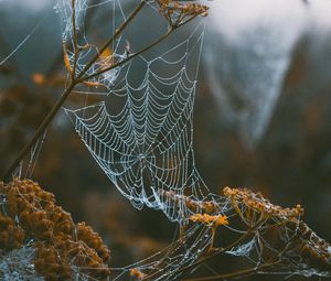 Preview wallpaper cobweb, branches, blur, dew, macro