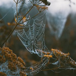 Preview wallpaper cobweb, branches, blur, dew, macro