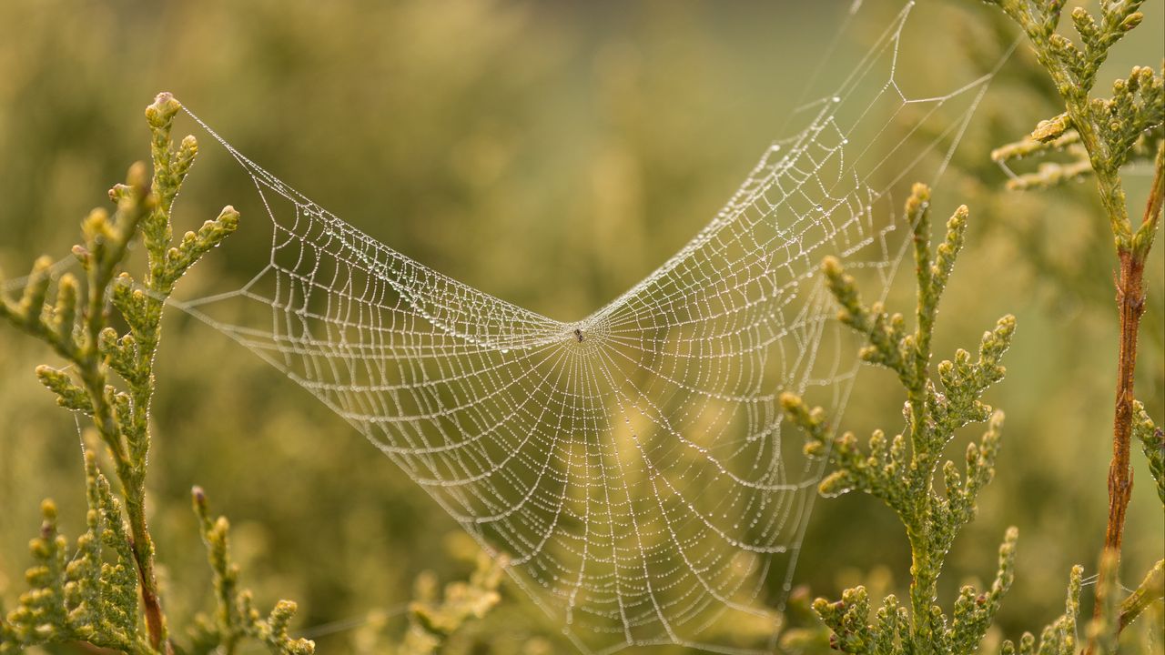 Wallpaper cobweb, branches, blur, macro