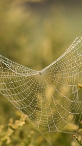 Preview wallpaper cobweb, branches, blur, macro