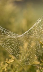 Preview wallpaper cobweb, branches, blur, macro