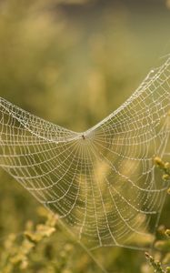 Preview wallpaper cobweb, branches, blur, macro