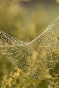 Preview wallpaper cobweb, branches, blur, macro