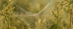 Preview wallpaper cobweb, branches, blur, macro