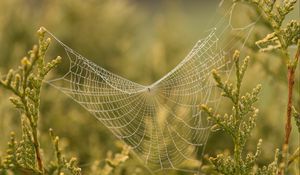 Preview wallpaper cobweb, branches, blur, macro