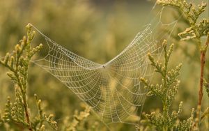 Preview wallpaper cobweb, branches, blur, macro