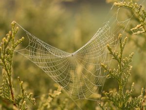 Preview wallpaper cobweb, branches, blur, macro