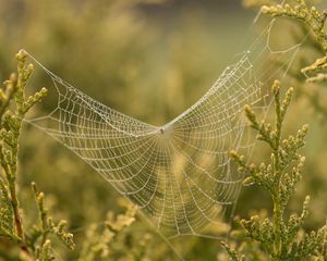 Preview wallpaper cobweb, branches, blur, macro