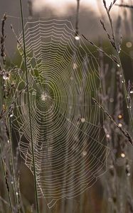 Preview wallpaper cobweb, branches, dew, drops, macro