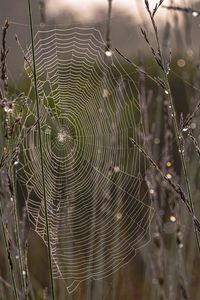 Preview wallpaper cobweb, branches, dew, drops, macro