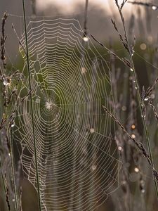 Preview wallpaper cobweb, branches, dew, drops, macro