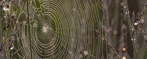 Preview wallpaper cobweb, branches, dew, drops, macro