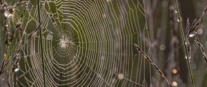 Preview wallpaper cobweb, branches, dew, drops, macro