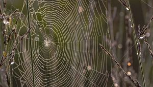 Preview wallpaper cobweb, branches, dew, drops, macro