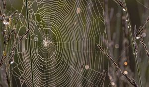 Preview wallpaper cobweb, branches, dew, drops, macro