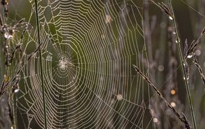 Preview wallpaper cobweb, branches, dew, drops, macro