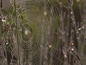 Preview wallpaper cobweb, branches, dew, drops, macro