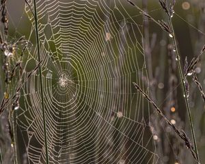 Preview wallpaper cobweb, branches, dew, drops, macro