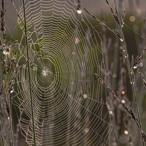 Preview wallpaper cobweb, branches, dew, drops, macro