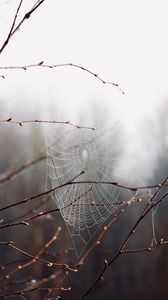 Preview wallpaper cobweb, branches, drops, macro